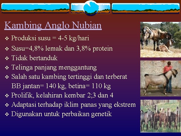 Kambing Anglo Nubian Produksi susu = 4 -5 kg/hari v Susu=4, 8% lemak dan