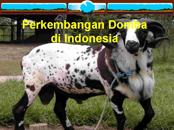 Perkembangan Domba di Indonesia 