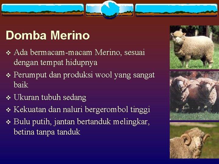 Domba Merino Ada bermacam-macam Merino, sesuai dengan tempat hidupnya v Perumput dan produksi wool