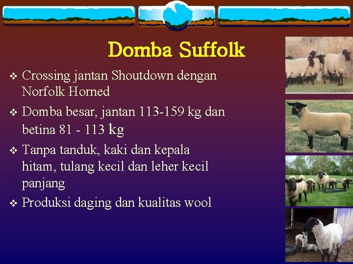 Domba Suffolk Crossing jantan Shoutdown dengan Norfolk Horned v Domba besar, jantan 113 -159