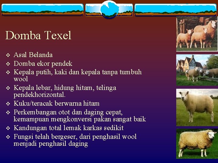 Domba Texel v v v v Asal Belanda Domba ekor pendek Kepala putih, kaki