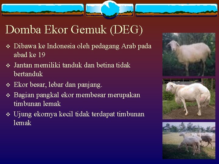 Domba Ekor Gemuk (DEG) v v v Dibawa ke Indonesia oleh pedagang Arab pada