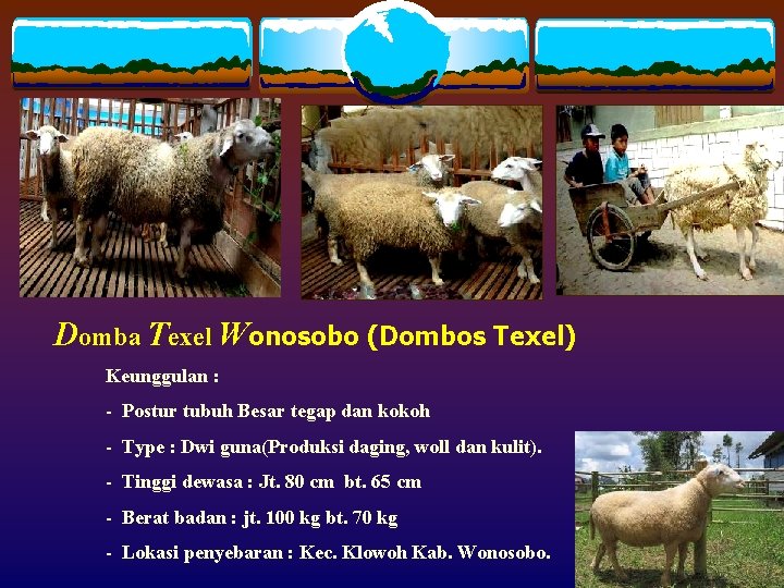 Domba Texel Wonosobo (Dombos Texel) Keunggulan : - Postur tubuh Besar tegap dan kokoh