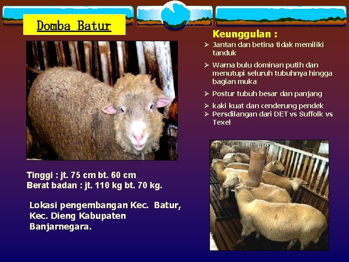 Domba Batur Keunggulan : Ø Jantan dan betina tidak memiliki tanduk Ø Warna bulu