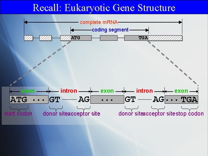 Recall: Eukaryotic Gene Structure complete m. RNA coding segment ATG exon ATG. . .