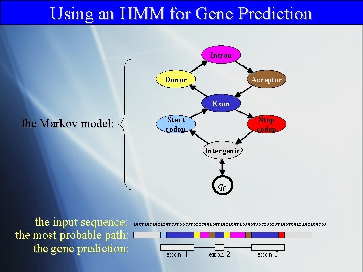 Using an HMM for Gene Prediction Intron Donor Acceptor Exon the Markov model: Start