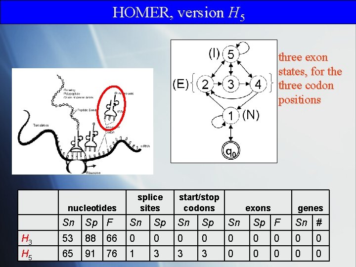 HOMER, version H 5 three exon states, for the three codon positions splice sites