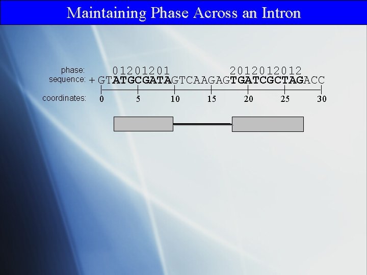 Maintaining Phase Across an Intron phase: 012012012012 sequence: + GTATGCGATAGTCAAGAGTGATCGCTAGACC coordinates: | 0 |