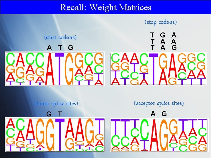 Recall: Weight Matrices (stop codons) (start codons) A T G (donor splice sites) G