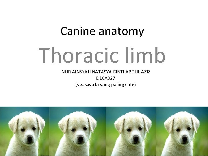 Canine anatomy Thoracic limb NUR AINSYAH NATASYA BINTI ABDUL AZIZ D 10 A 027