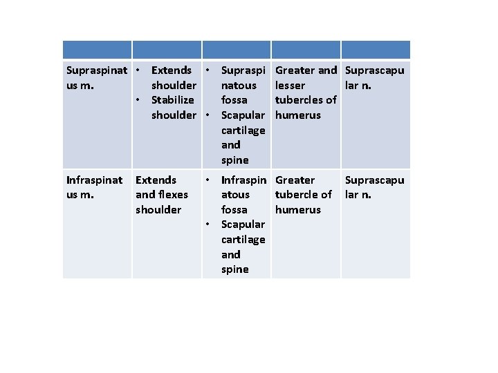 Supraspinat • Extends • Supraspi us m. shoulder natous • Stabilize fossa shoulder •