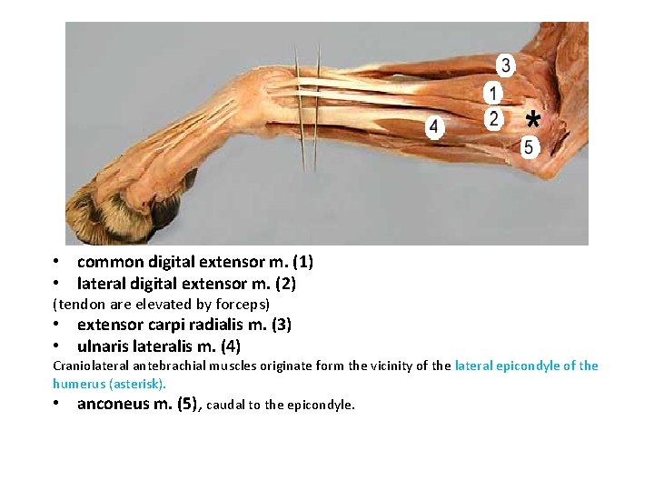  • common digital extensor m. (1) • lateral digital extensor m. (2) (tendon