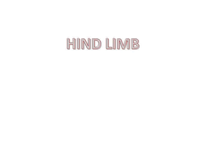 HIND LIMB 