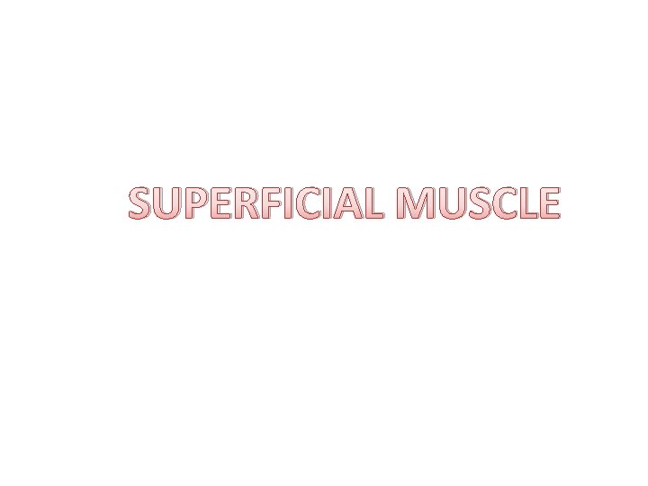 SUPERFICIAL MUSCLE 