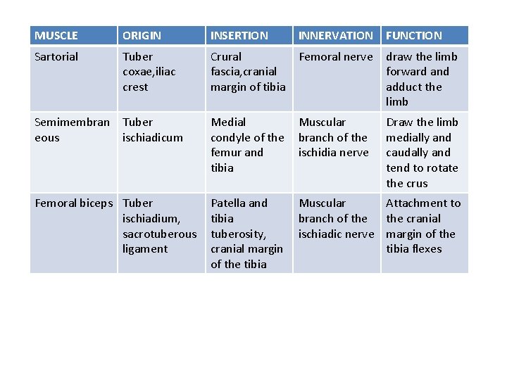 MUSCLE ORIGIN INSERTION INNERVATION FUNCTION Sartorial Tuber coxae, iliac crest Crural fascia, cranial margin