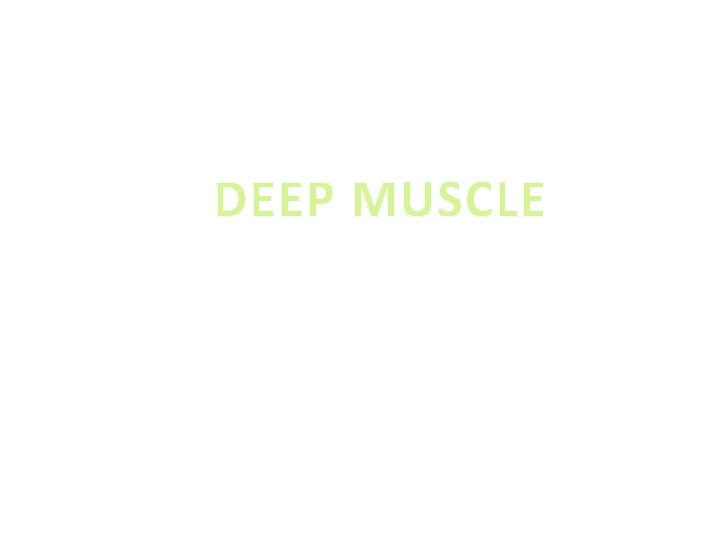 DEEP MUSCLE 