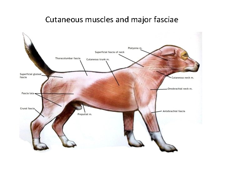 Cutaneous muscles and major fasciae 