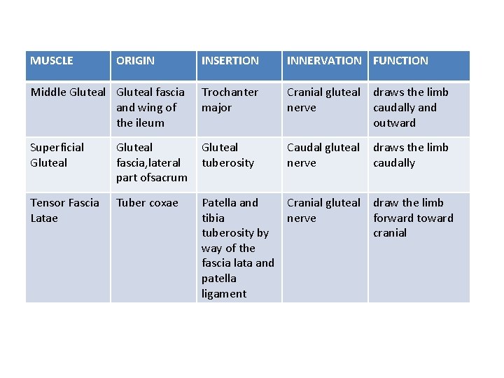 MUSCLE ORIGIN INSERTION INNERVATION FUNCTION Middle Gluteal fascia and wing of the ileum Trochanter