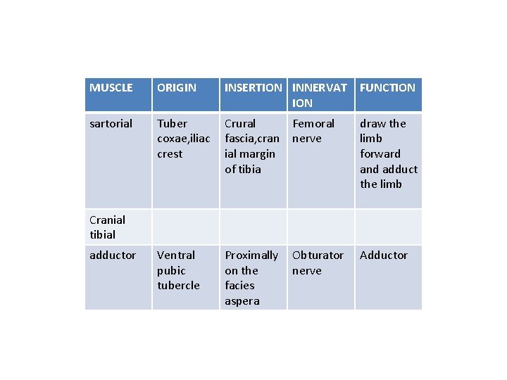 MUSCLE ORIGIN INSERTION INNERVAT ION FUNCTION sartorial Tuber coxae, iliac crest Crural fascia, cran