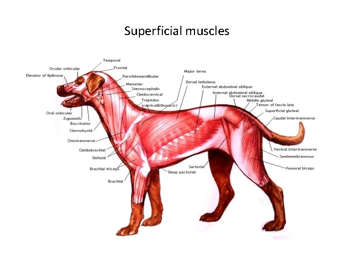 Superficial muscles 