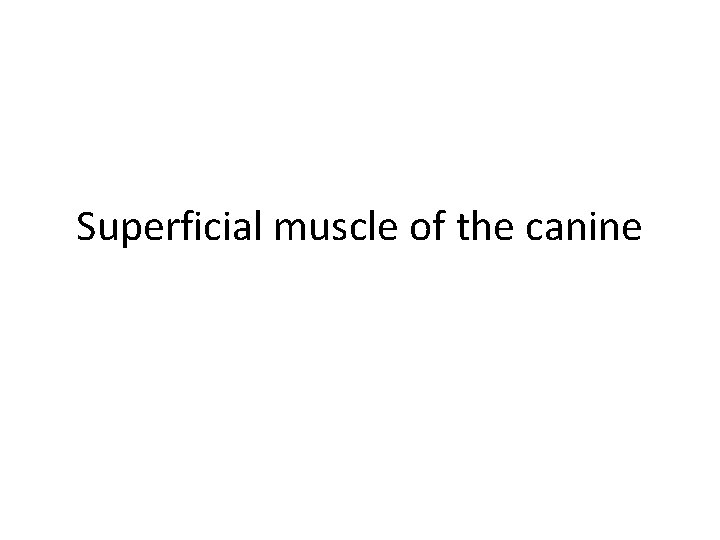 Superficial muscle of the canine 