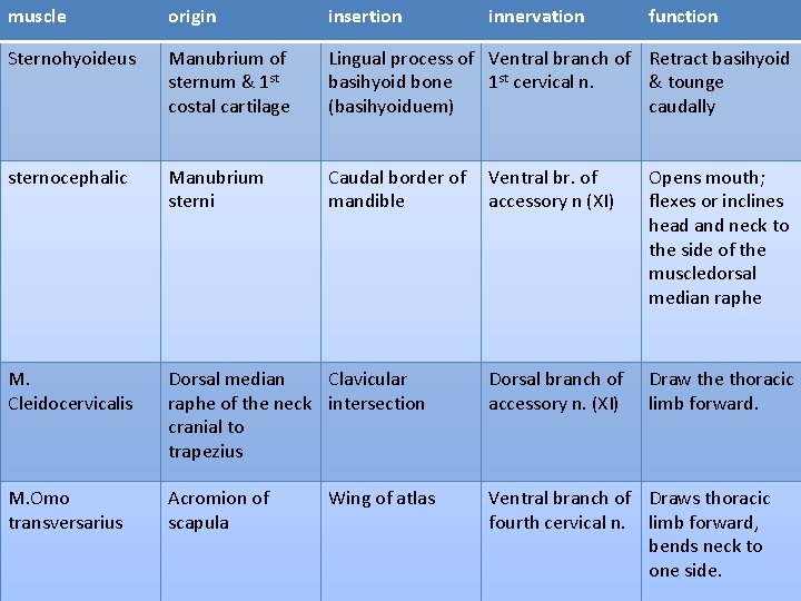 muscle origin insertion innervation function Sternohyoideus Manubrium of sternum & 1 st costal cartilage