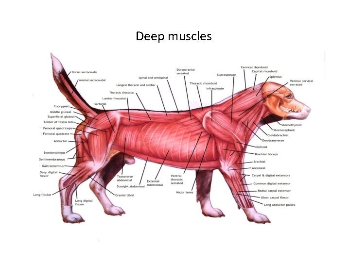Deep muscles 