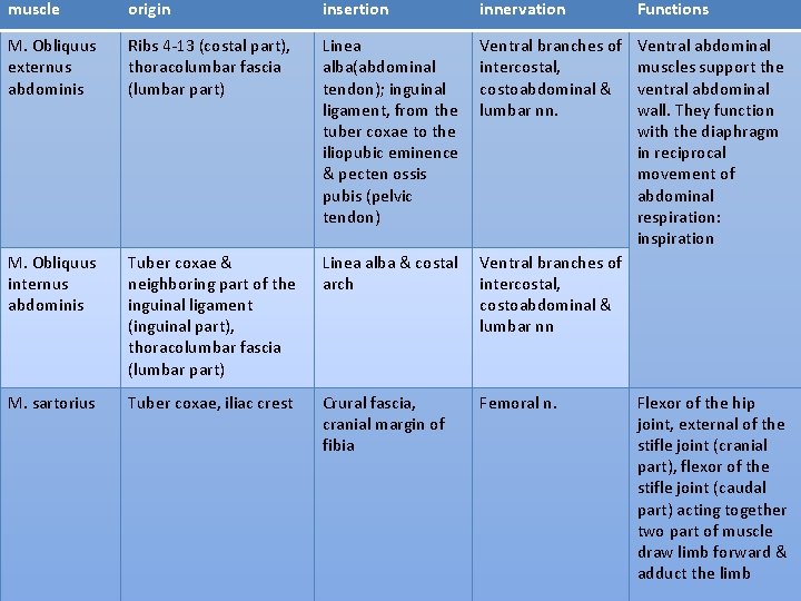 muscle origin insertion innervation Functions M. Obliquus externus abdominis Ribs 4 -13 (costal part),