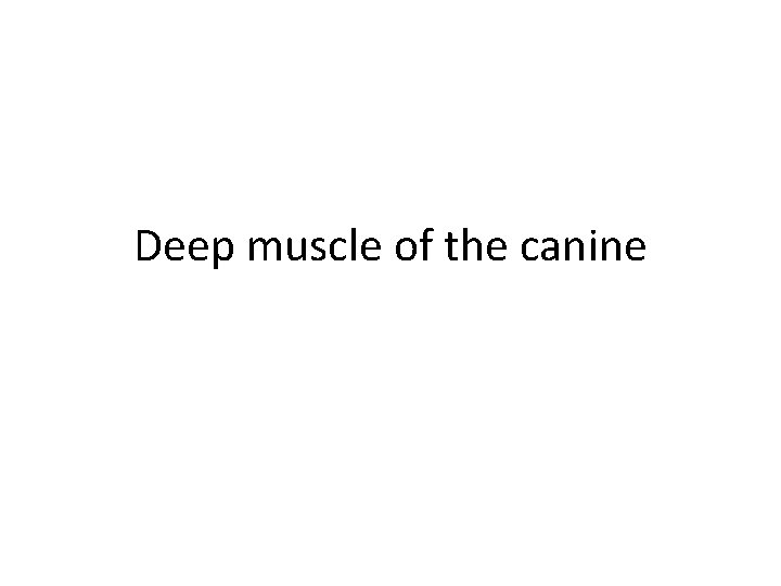 Deep muscle of the canine 