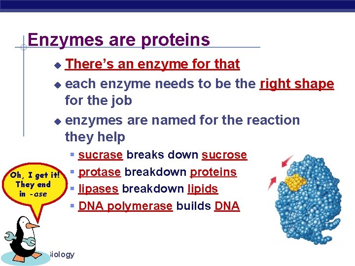 Enzymes are proteins There’s an enzyme for that u each enzyme needs to be