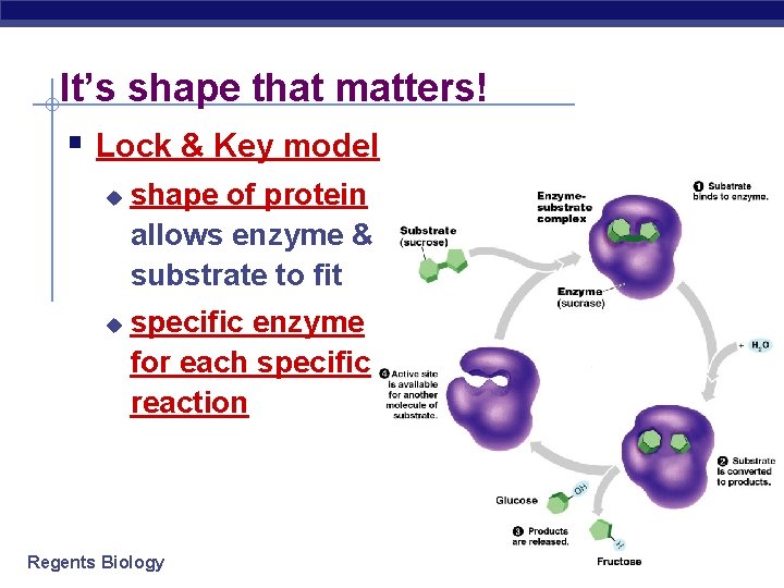 It’s shape that matters! § Lock & Key model u u shape of protein