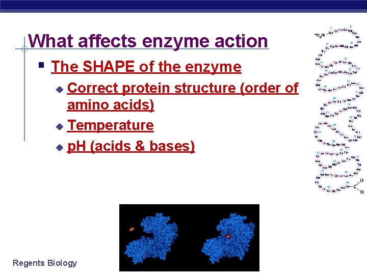What affects enzyme action § The SHAPE of the enzyme Correct protein structure (order