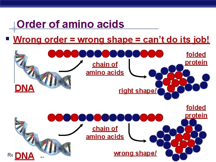 Order of amino acids § Wrong order = wrong shape = can’t do its