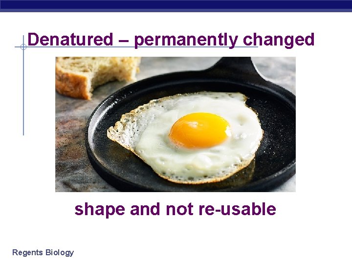 Denatured – permanently changed shape and not re-usable Regents Biology 