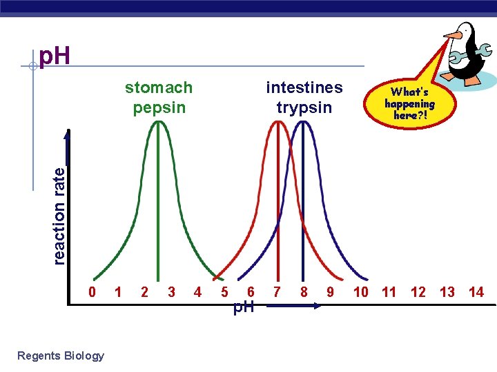 p. H intestines trypsin What’s happening here? ! reaction rate stomach pepsin 0 Regents