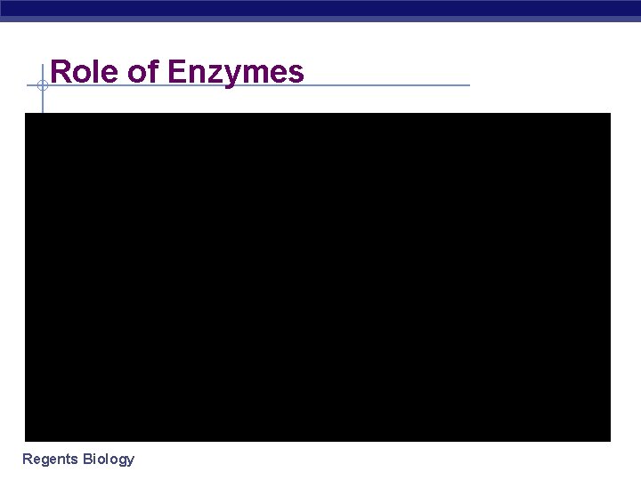 Role of Enzymes Regents Biology 