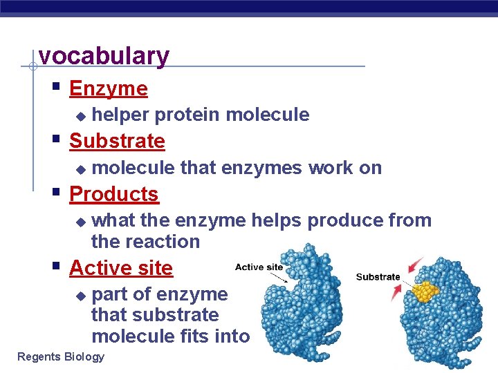 vocabulary § Enzyme u helper protein molecule § Substrate u molecule that enzymes work