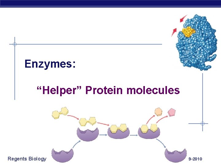 Enzymes: “Helper” Protein molecules Regents Biology 2009 -2010 