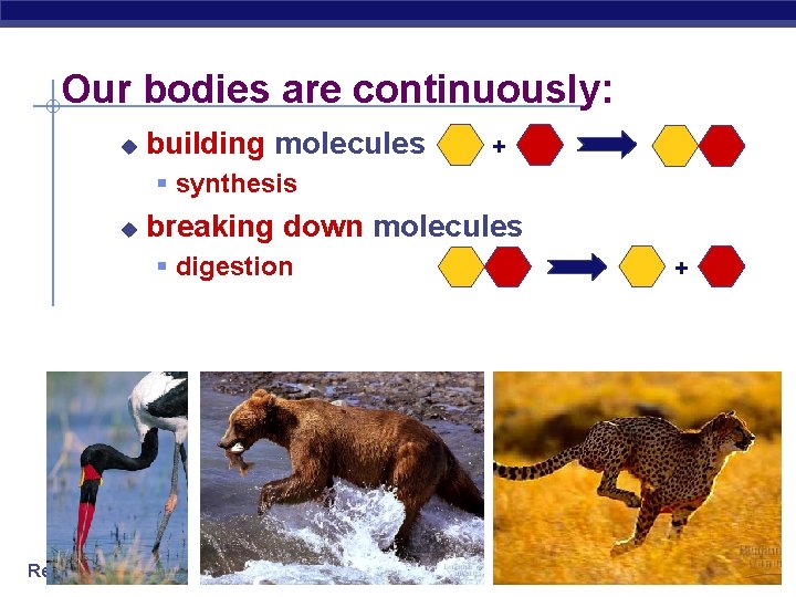 Our bodies are continuously: u building molecules + § synthesis u breaking down molecules