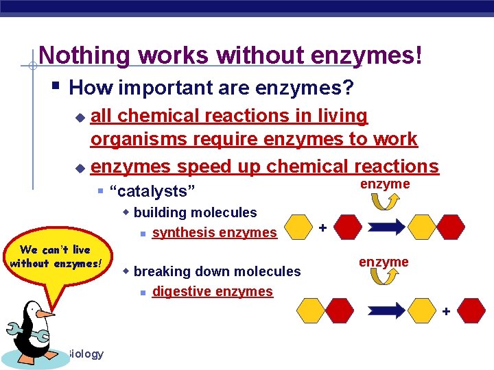 Nothing works without enzymes! § How important are enzymes? all chemical reactions in living