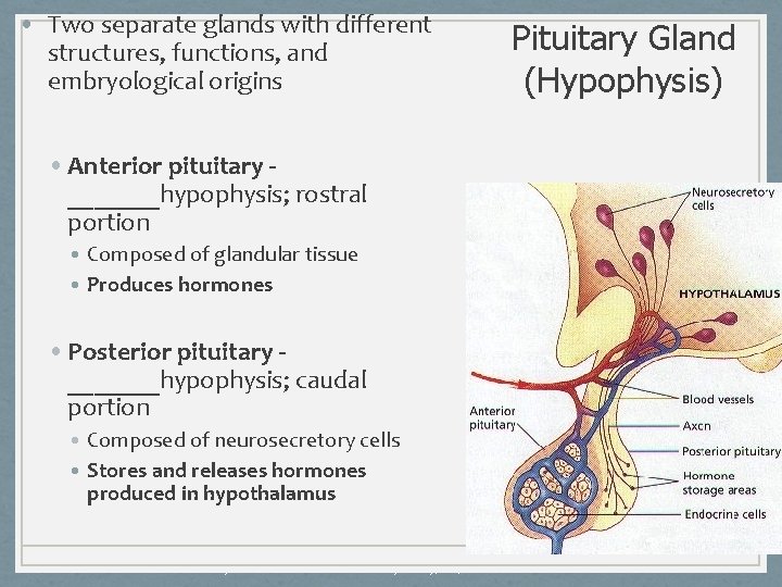  • Two separate glands with different structures, functions, and embryological origins Pituitary Gland