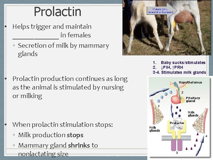 Prolactin • Helps trigger and maintain _______ in females • Secretion of milk by