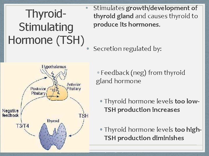 Thyroid. Stimulating Hormone (TSH) • Stimulates growth/development of thyroid gland causes thyroid to produce
