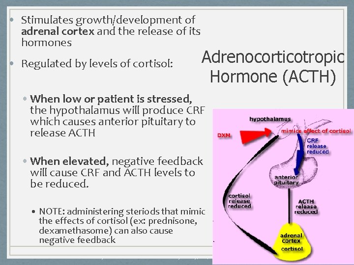  • Stimulates growth/development of adrenal cortex and the release of its hormones •