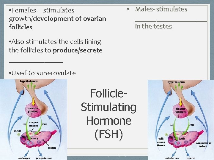  • Females—stimulates growth/development of ovarian follicles • Males- stimulates __________ in the testes