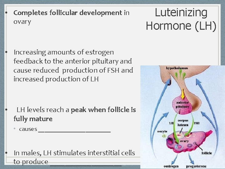  • Completes follicular development in ovary Luteinizing Hormone (LH) • Increasing amounts of