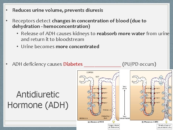  • Reduces urine volume, prevents diuresis • Receptors detect changes in concentration of