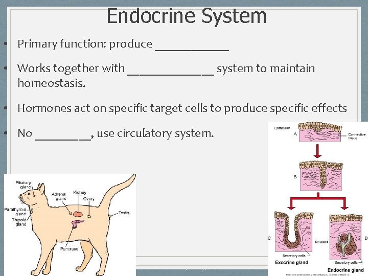 Endocrine System • Primary function: produce ______ • Works together with _______ system to