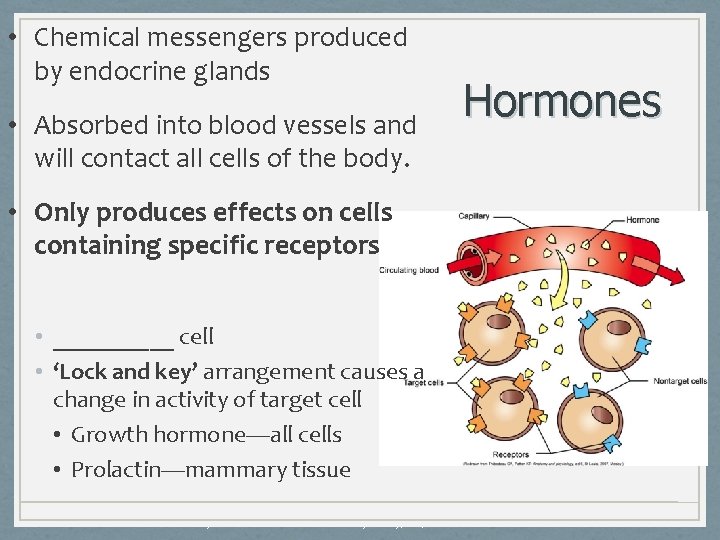  • Chemical messengers produced by endocrine glands • Absorbed into blood vessels and