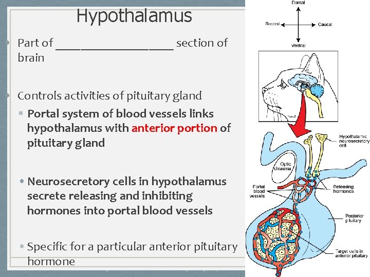 Hypothalamus • Part of __________ section of brain • Controls activities of pituitary gland